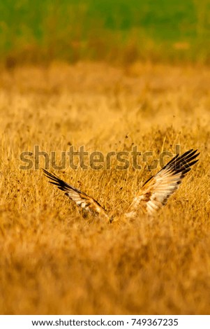 Flying Hawk. Yellow, green nature background.