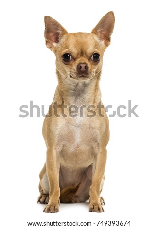 Chihuahua dog sitting, looking at the camera, 1,5 year old, isolated on white