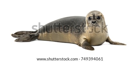 Common seal lying, looking at the camera, Phoca vitulina, 8 months old, isolated on white Royalty-Free Stock Photo #749394061