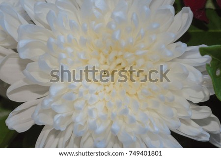 Top view of White Chrysanthemum flower