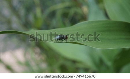Fly on a green leaf background blur.                            