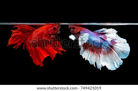 two siamese fighting fish on a black background