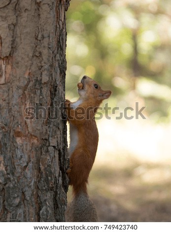 Squirrel with nut in mouth on tree look up
