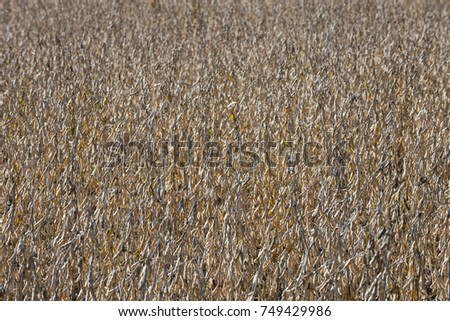Soybean farm field macro close up background