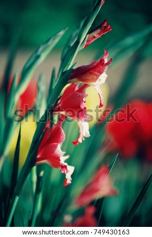 Beautiful colorful flowers blooming on a sunny spring morning in the field