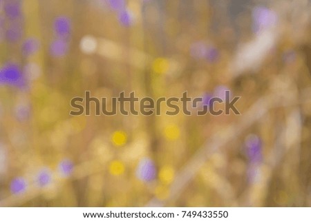 Wild flowers and grass blurred background, bokeh beautiful flower warm light background.
