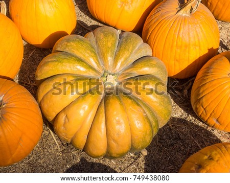 Fairytale pumpkin is deeply ribbed and has a very smooth hard surface. It is dark green in color when immature, and as it cures it turns a gorgeous deep mohagony.