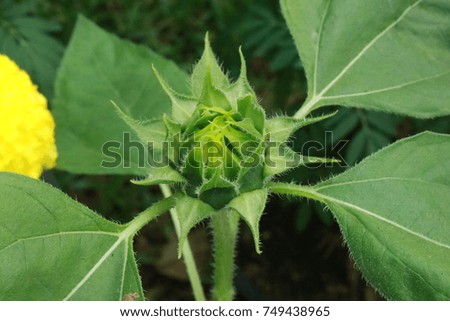 sunflower bud