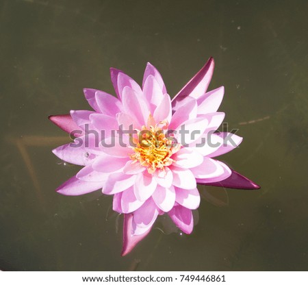 Lotus flower is a popular one to worship a lot of flowers are very beautiful, there are many important Buddhist color, many thousands of flowers are more colorful than many flowers are attractive.