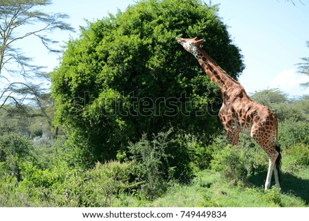 Giraffe on Kilimanjaro mount background in National park of Kenya, Africa