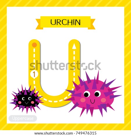 Letter U uppercase cute children colorful zoo and animals ABC alphabet tracing flashcard of Urchin for kids learning English vocabulary and handwriting vector illustration.