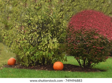 pumpkins near trees