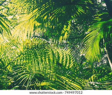 Tropical jungle background with palm tree and leaves