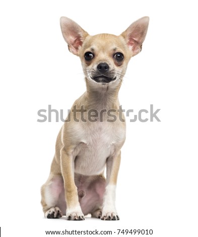 Chihuahua puppy (4 months old)