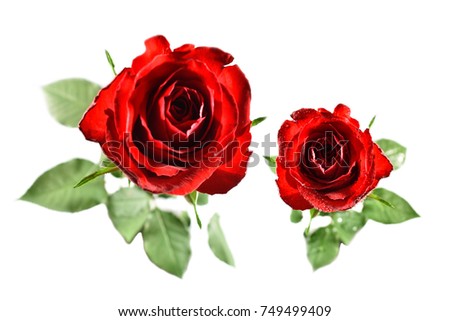 Red rose stock images. Red rose on a white background. Rose flower images. Two red roses