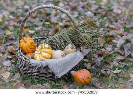 Basket with different colorful small pumpkins in the yard in autumn: courtyard decoration