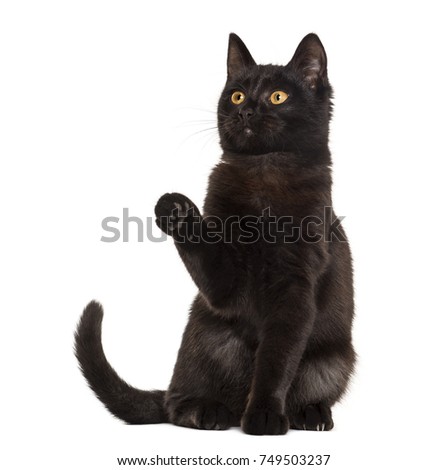 Black cat pawing in front of a white background
