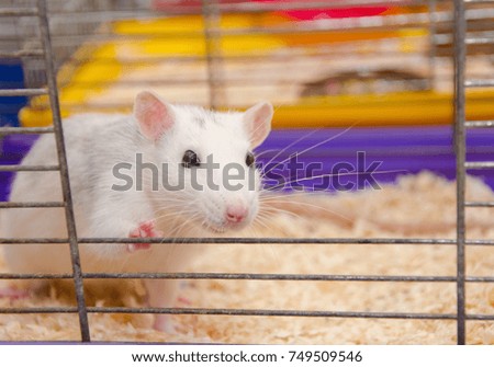 Cute funny laboratory rat looking out of a cage in a laboratory (shallow DOF, selective focus on the rat eyes and ears)