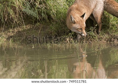 red fox close up portrait with reflection in grass near pond