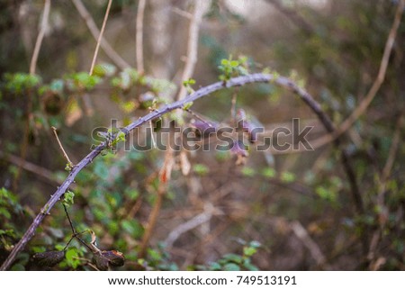 first spring fresh small green leaves on tree branch against nature background. Nature awakening in spring