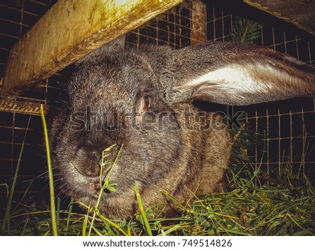 Rabbit on the farm . Rabbits domestic inside a cage