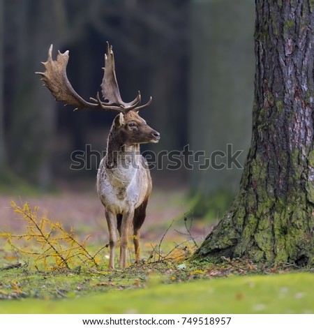 Close-up photo of majestic deer during the rut. Fallow deer, Dama dama. Czech Republic. Royalty-Free Stock Photo #749518957