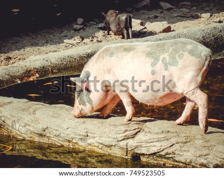 Domestic pig on a farm