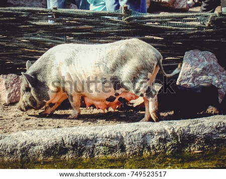 Domestic pig on a farm