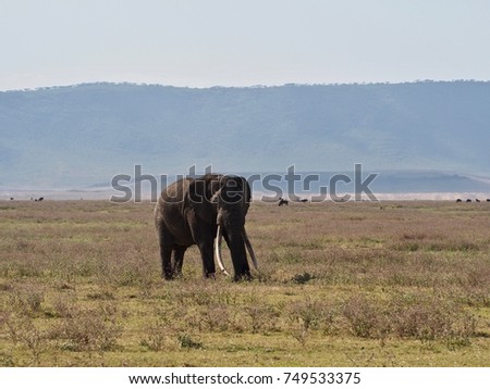 Isolated adult elephant with long tusks in Ngorongoro conservation area volcano crater with volcano rim in the background, Tanzania
