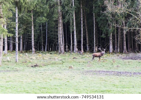European red deer in the forest in Autumn