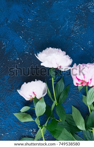 Fresh peony flowers and leaves on dark blue background