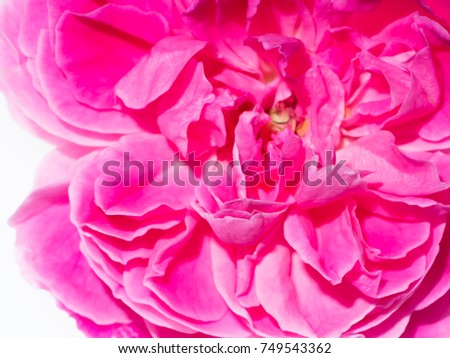 Close up of Damask rose petals for rose tea. (Rosa damascena Mill)