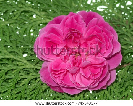 Damask rose petals for rose tea with pine leaf. (Rosa damascena Mill)