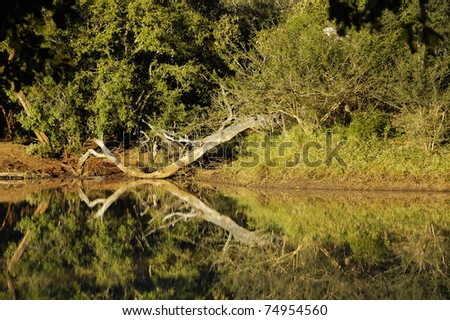 A reflected image of peaceful lake in South Africa