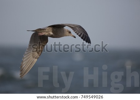 Motivational Phrase Fly High with Photo of Flying Sea Bird
