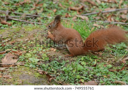  the squirrel hides the walnuts in the ground for the winter