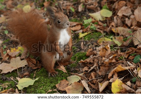  the squirrel hides the walnuts in the ground for the winter