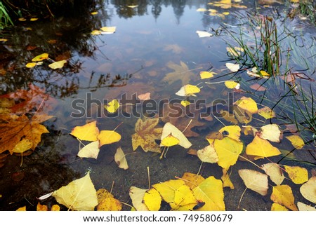 Beautiful Autumn Leaves in Lake Royalty-Free Stock Photo #749580679