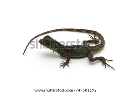 Chinese Water Dragon isolated on white background