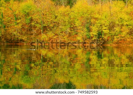 Wild ducks on the lake, Plitvice lakes,  National park in Croatia, fall colors 