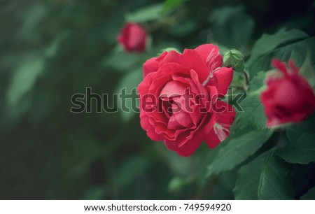 Red rose in a garden against deep green foliage