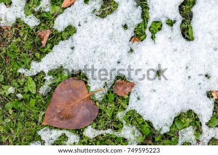 White melting snow lies on the green grass next to the withered brown fallen leaves. Abstract phot from the fallen first snow on the ground.