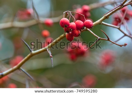 Red berries on a tree without leaves in the autumn in the garden closeup, copy space for text. The branch of hawthorn with thorns.