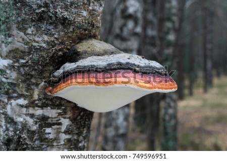 mushrooms on the trunk of a tree. 