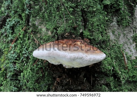 mushrooms on the trunk of a tree. 