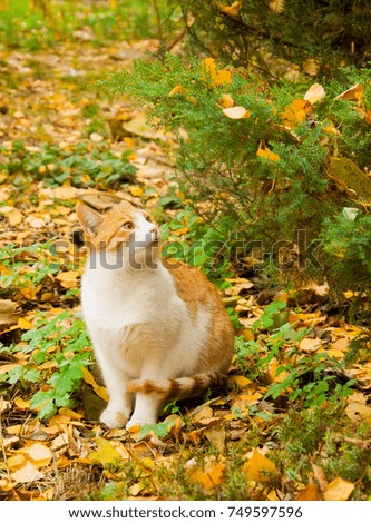 Adult stray white and red cat sitting on the yellow autumn leaves and green grass and looking at the bush