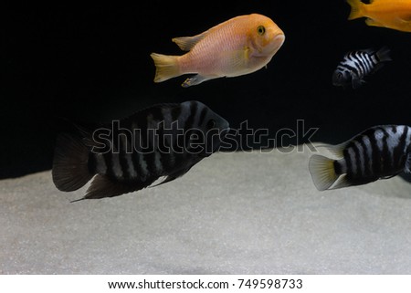 School of fish swimming in an aquarium with sand on a black background