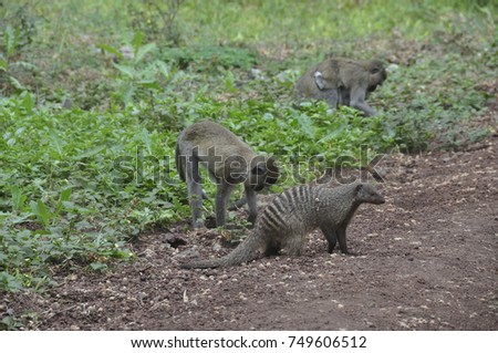 Banded mongoose foraging together with vervet monkeys