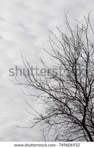 Silhouette of a tree against white clouds