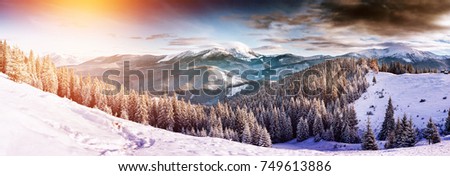 Magic image of spruces glowing by sunlight. Frosty day, gorgeous wintry scene. Location place Carpathian national park, Ukraine, Europe. Climate change. Nice wallpaper. Happy New Year! Beauty world.